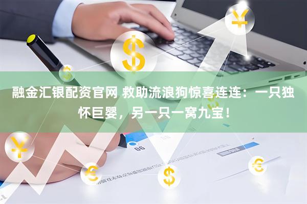 融金汇银配资官网 救助流浪狗惊喜连连：一只独怀巨婴，另一只一窝九宝！