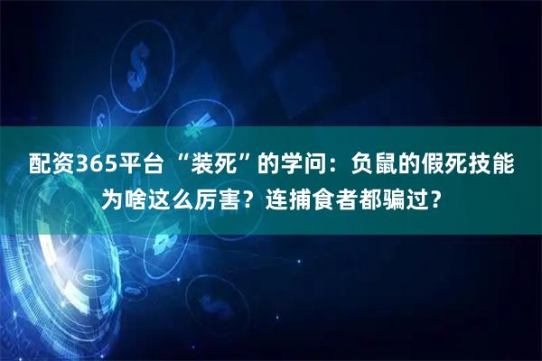 配资365平台 “装死”的学问：负鼠的假死技能为啥这么厉害？连捕食者都骗过？