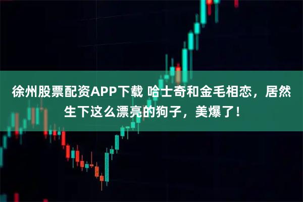 徐州股票配资APP下载 哈士奇和金毛相恋，居然生下这么漂亮的狗子，美爆了！